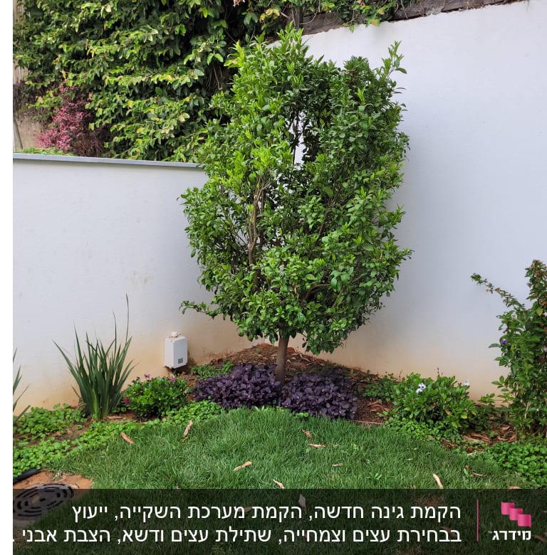 עץ קטן מוקף בצמחים ופרחים בגינה